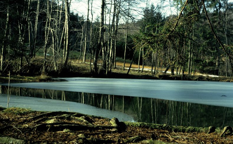 Blick auf einen teilweise vereisten Waldsee, im Hintergrund Bäume und Durchblick auf eine Wiese mit einem Schneerest